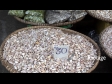 Garlic at Market 4 2264